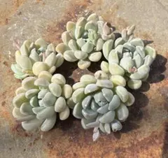 多肉植物 寄せ植え＊ミニサイズ＊ころころシマエナガ＊そのまま飾れる