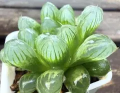 ハオルチア　オブツーサ