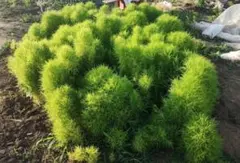 コキア 苗 抜き苗(箱に入るだけ)のサムネイル