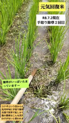 手取り除草 自分でもこだわり過ぎ ７年産コシヒカリ 玄米10kg特別栽培①無農薬のサムネイル
