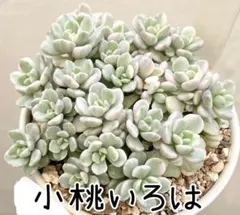 ♡flower♡様 リクエスト 2点 まとめ商品