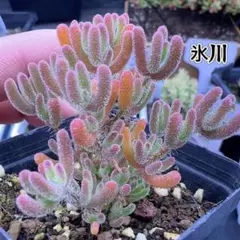 ネコポスで発送❣️odo様 リクエスト 4点 まとめ商品