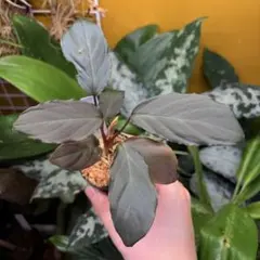 Homalomena anthurioides ホマロメナ アンスリオイデス - メルカリ