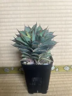 2026年最新】チタノタBBの人気アイテム - メルカリ