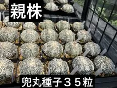 2025年最新】アストロフィツム兜丸の人気アイテム - メルカリ