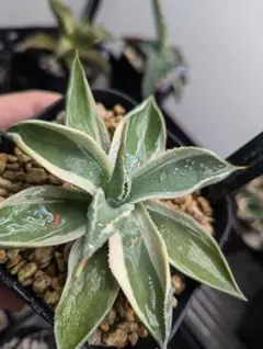 2025年最新】オリザバ アガベの人気アイテム - メルカリ