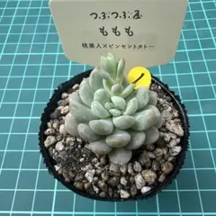 多肉植物 つぶつぶ屋 ももも　抜き苗①