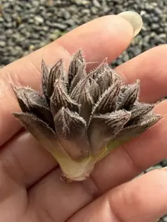 2026年最新】アロエ ハイブリッドの人気アイテム - メルカリ