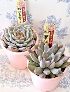 2025年最新】ストロベリーミルククラウンの人気アイテム - メルカリ