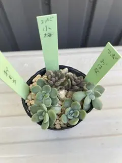 2025年最新】つぶつぶ屋 小梅の人気アイテム - メルカリ