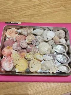 色々貝殻詰め合わせ（大きめ）