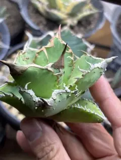 2025年最新】アガベ星空の人気アイテム - メルカリ