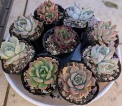 aya様 リクエスト 2点 まとめ商品