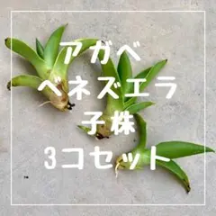 【さなえさま専用】速達付き アガベ ベネズエラ 子株3個セット♬