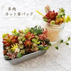 23　多肉植物 カット苗 詰め合わせ