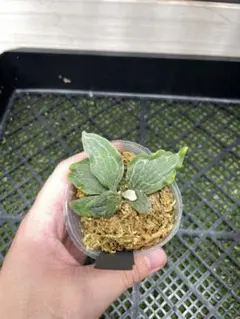 熱帯植物 Homalomena sp. Java banten 銀槍 - メルカリ