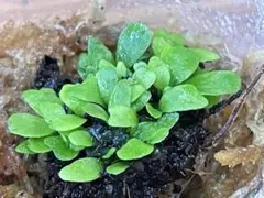 kekein様 リクエスト 2点 まとめ商品