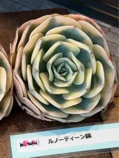 Manon様 リクエスト 4点 まとめ商品