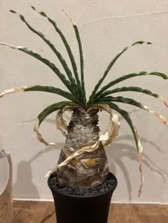 2025年最新】ブーファン ディスティチャの人気アイテム - メルカリ