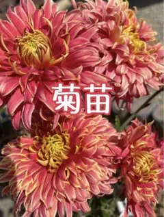 ポット発送 レア 大輪マム（アンティークな雰囲気 切り花 花束 - メルカリ