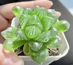 多肉植物 ハオルチア 裏般若錦 糊斑 超美品 透明窓 - メルカリ