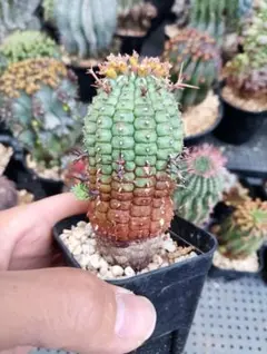 Top【選抜株】多肉植物　265030アリス　エブンズ綴化　15個　鉢無し/脱土 Top【選抜株】多肉植物 265030アリス エブンズ綴化 15個 鉢無し/脱土