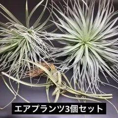 2026年最新】エアプランツの人気アイテム - メルカリ