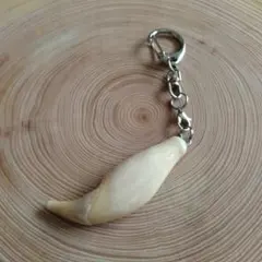 2026年最新】ヒグマ牙の人気アイテム - メルカリ