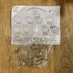 うちの子けだまだま 犬のけだまだま ガチャ　ペットの毛の入れ物　丸たれみみ