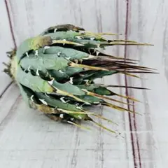 Agave アガベ ユタエンシス エボリスピナ ベアルート株 - メルカリ
