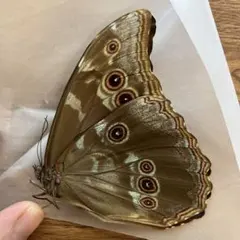 2026年最新】蝶の人気アイテム - メルカリ