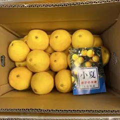 土佐特産 小夏 初夏の果物 箱入りサイズ2L5キロサ9のサムネイル