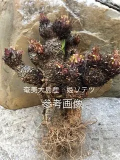 【奄美大島産】5番　希少　姫ソテツ　古木盆栽　ロックガーデン 奄美大島産】5番 希少 姫ソテツ 古木盆栽 ロックガーデン - メルカリ