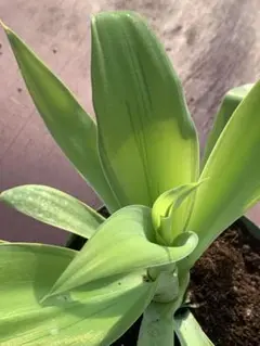 2026年最新】アテナータ 斑入りの人気アイテム - メルカリ