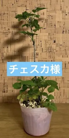 2026年最新】グレンアンプル 苗の人気アイテム - メルカリ