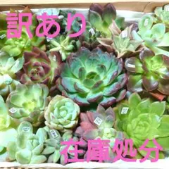 b22多肉植物エケベリア❗訳あり苗＆在庫処分セット❗