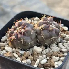 2026年最新】コピアポア デュラの人気アイテム - メルカリ