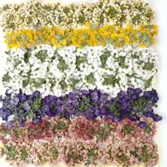 専用☆押し花素材アリッサム