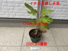 超絶レアイチジクCrema di Mango穂木 - メルカリ