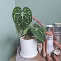 2025年最新】アンスリウムクラリネルビウムの人気アイテム - メルカリ