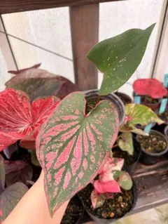 カラジウム　カラジューム　ピンクシンフォニー　観葉植物　カラーリーフ　斑入りのサムネイル