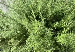 tomotomo　断捨離開始〜様 リクエスト 2点 まとめ商品