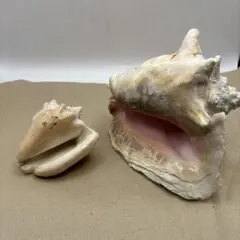 大型天然貝殻4点セット マンボウガイ2点 テングガイ2点 貝殻 標本 大型天然貝殻4点セット マンボウガイ2点 テングガイ2点 貝殻 標本
