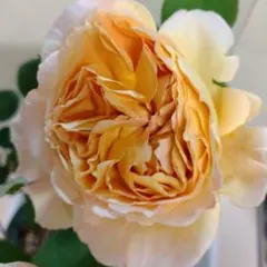 和バラ 接木苗 新苗 3苗セット❗️切花品種 - メルカリ