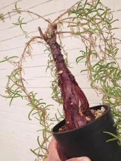 2025年最新】メストクレマ ツベローサムの人気アイテム - メルカリ