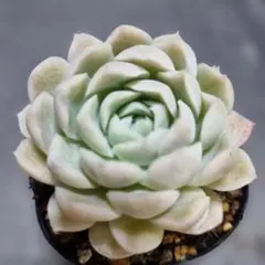 ♡♡　　多肉植物　ヒューミリス　　♡♡　抜き苗