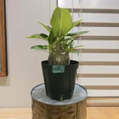 2025年最新】パキポディウムウィンゾリーの人気アイテム - メルカリ