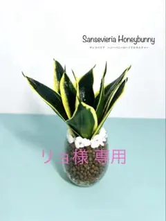 ■ リョ様 専用■サンスベリア ハニーバニー ■ハイドロカルチャー■ A