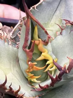 AGAVE TITANOTA US株のサムネイル