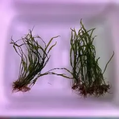 まるさん専用‼️タイ産 本ナロー 300葉 メルカリ便 まるさん専用‼️タイ産 本ナロー 300葉 メルカリ便 - メルカリ